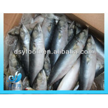 FROZEN PACIFIC MACKEREL FISH WHOLE ROUND